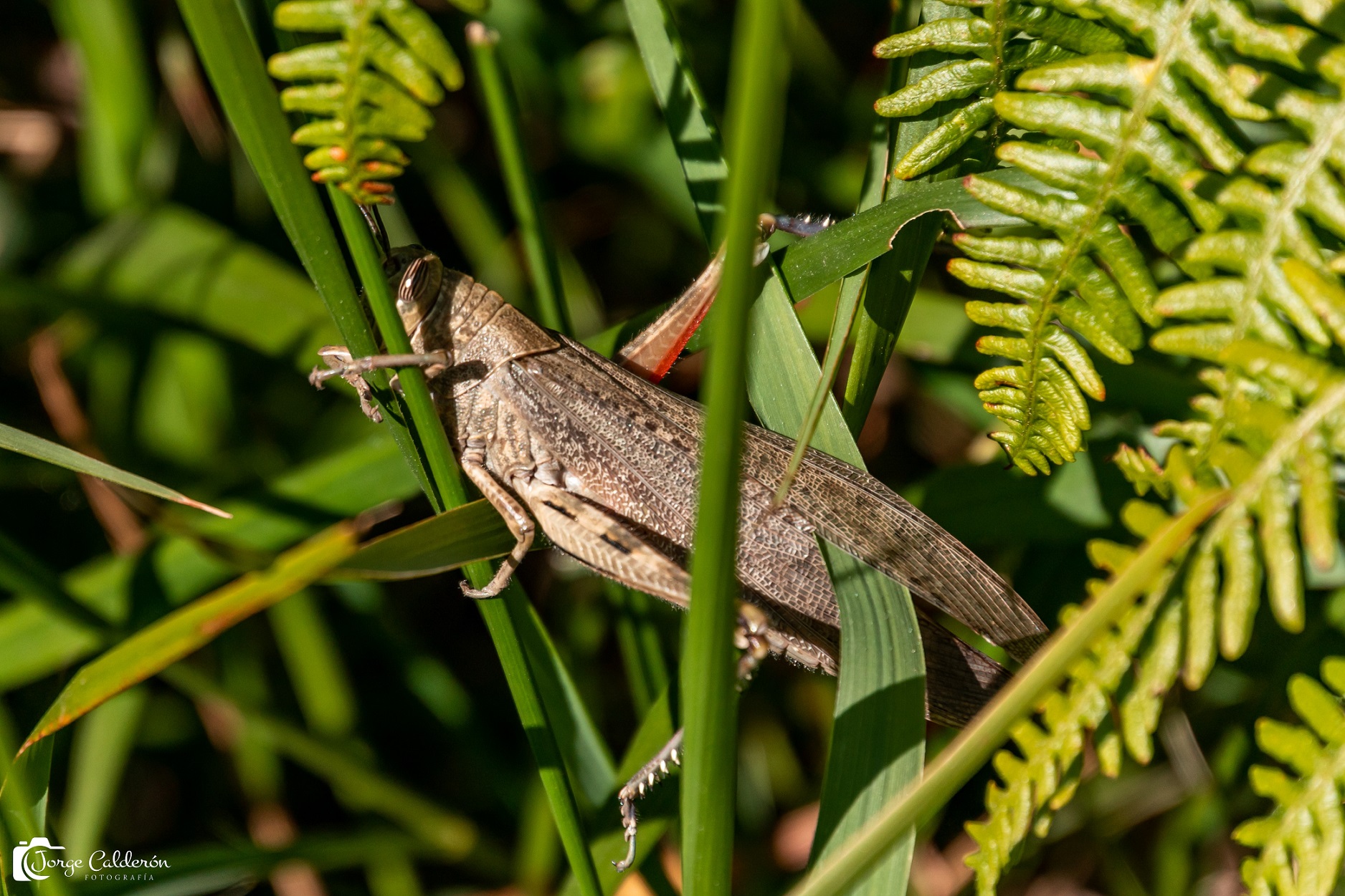 insectos